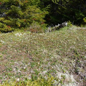 白い花々が満開！