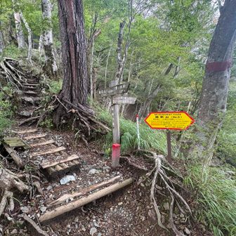 ここからは尾根歩き🚶