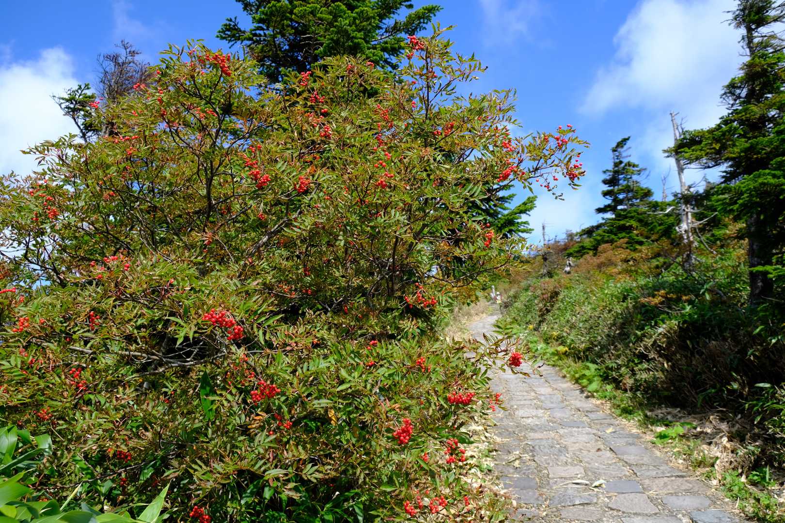 登山道にもナナカマド
