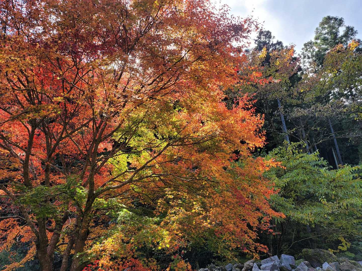 グラデーションが綺麗🍁⠜