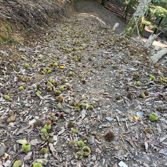 いがぐりロード🌰