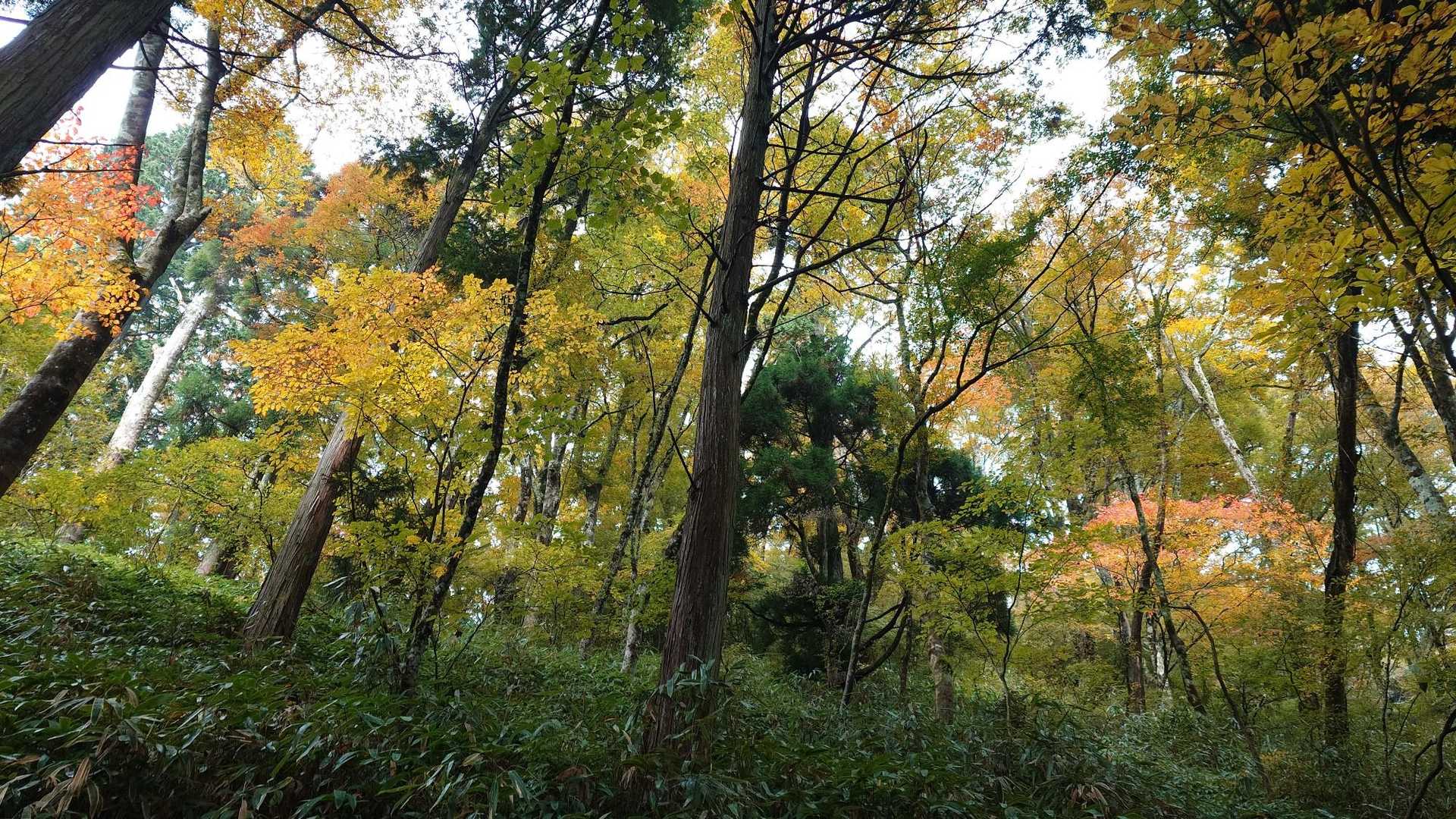 高天彦神社-転法輪寺-休憩所-府民の森 ちはや園地-伏見峠 縦走コースの写真
