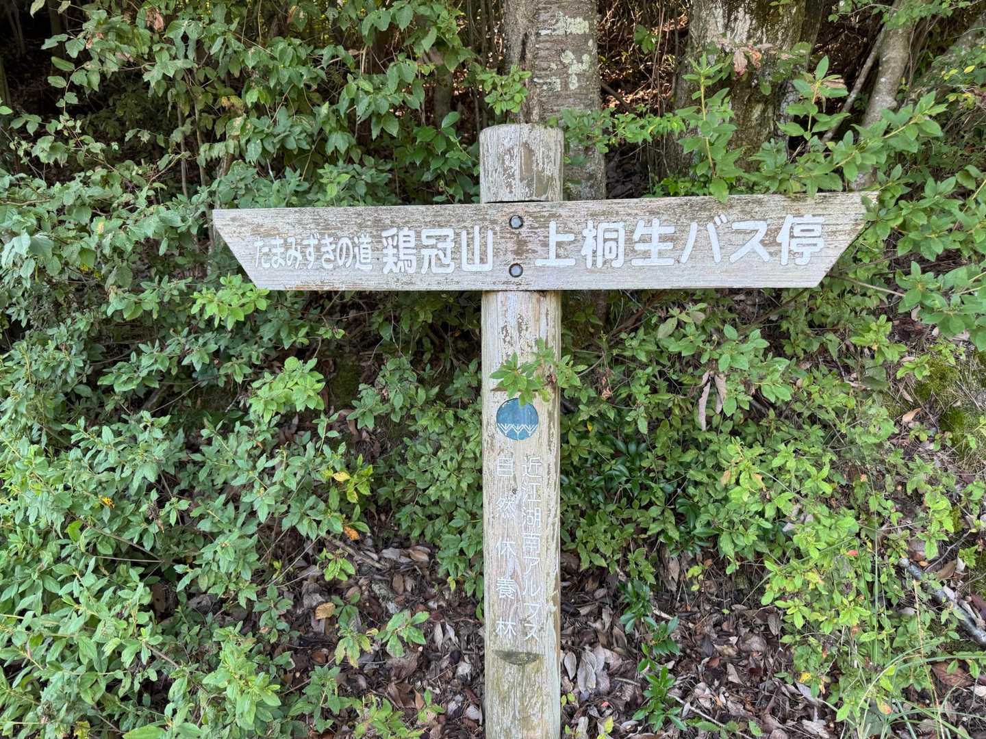 また来たよ🫡
