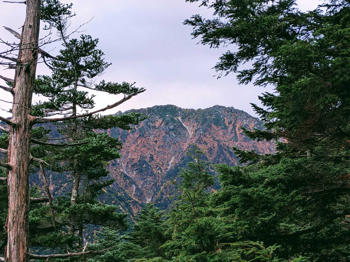 樹間から南駒ヶ岳