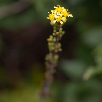 アキノキリンソウ💛️