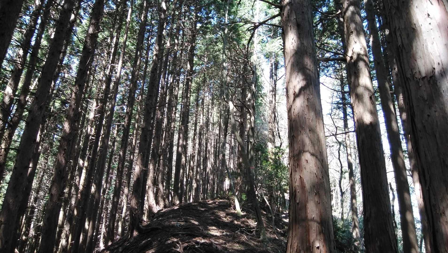 次はいよいよサクラグチ東峰へ💨
こ～んな尾根にほっ😌