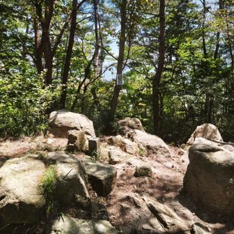 油コブシ⛰