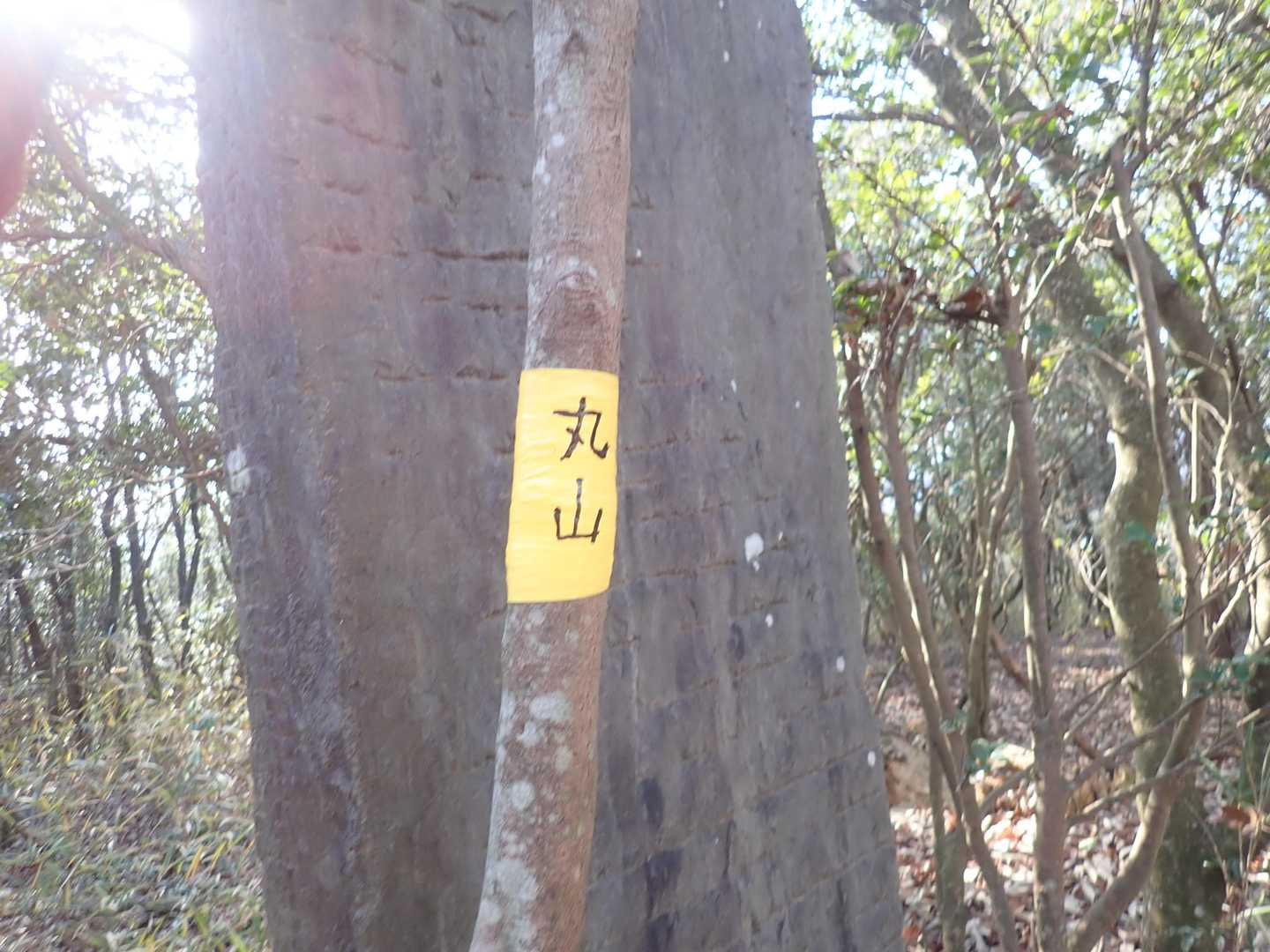 丸山 往復コースの写真