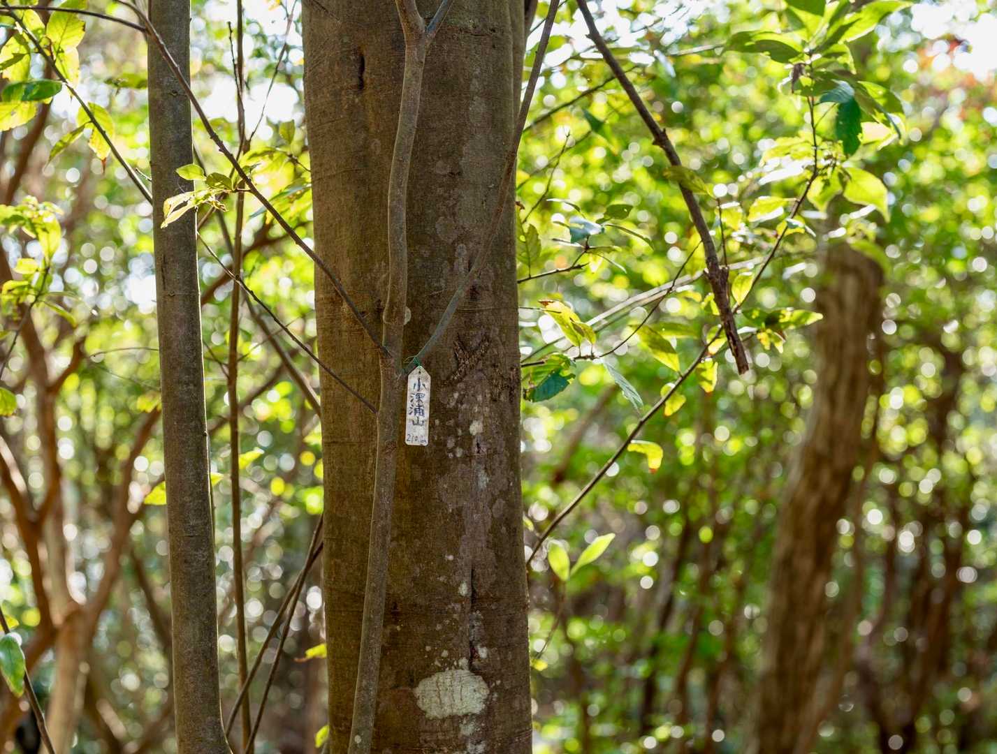 ここの山頂標識は本当に小さくて
見落としてしまいそうだった
四座目　小深浦山