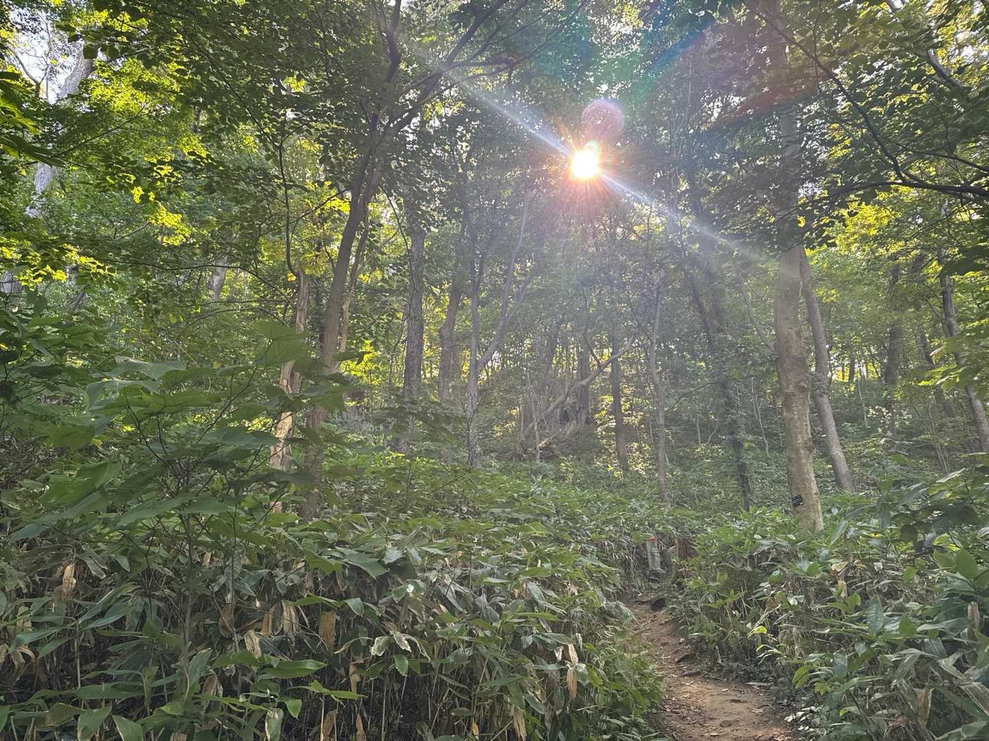 円山周遊｜札幌市街を一望できる市民憩いの山は、友人や家族と一緒に。の写真
