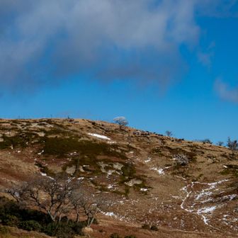 見上げた奥の平に白い桜の樹みたいな霧氷✨