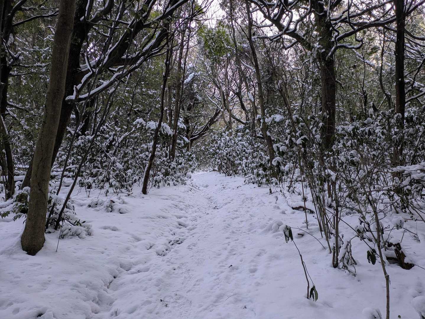 結構降りましたね☃️