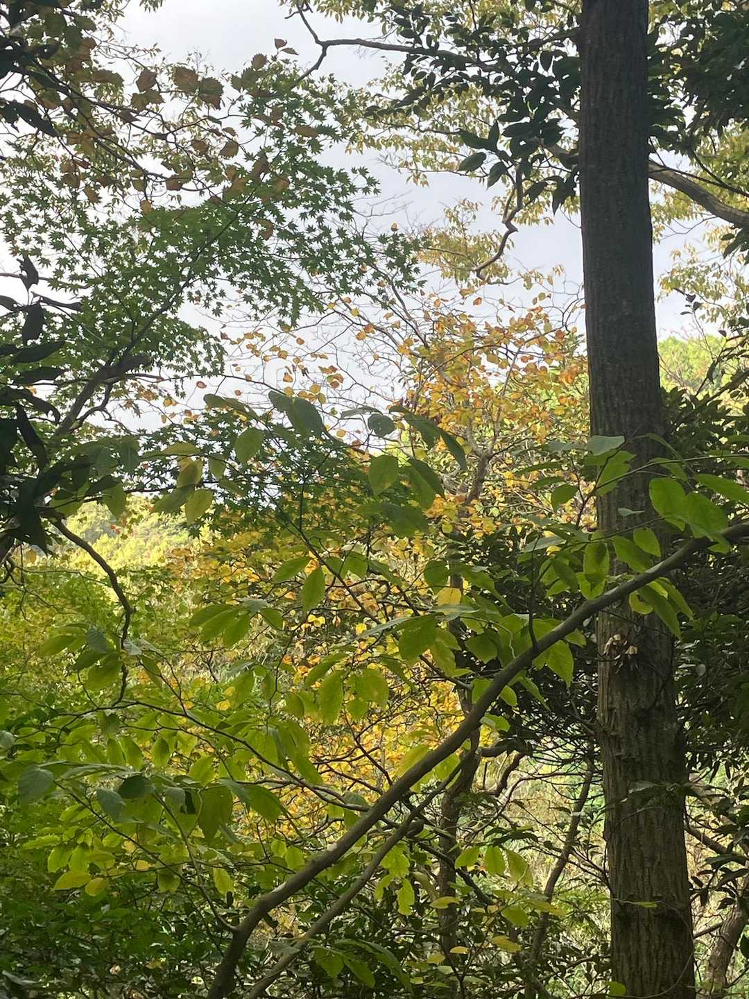 少し黄葉🍁
