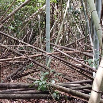 標高58m「柳瀬山」山頂
ちょいちょいちょいちょい！💦
ヤバ過ぎる！💦

なんか風に揺れてミシミシ音が鳴ってて、いつ朽ちた竹が落ちてくるか分からない危険地帯💦
まだ倒れかけの竹が何本もあった。
これ以上奥に進むと危険なので、山頂はこの先10m程度だが断念。
ヤバいってココ！💦