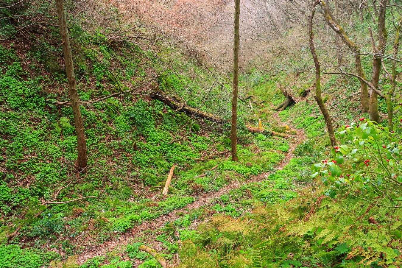 福井山-樋曽山 往復コースの写真