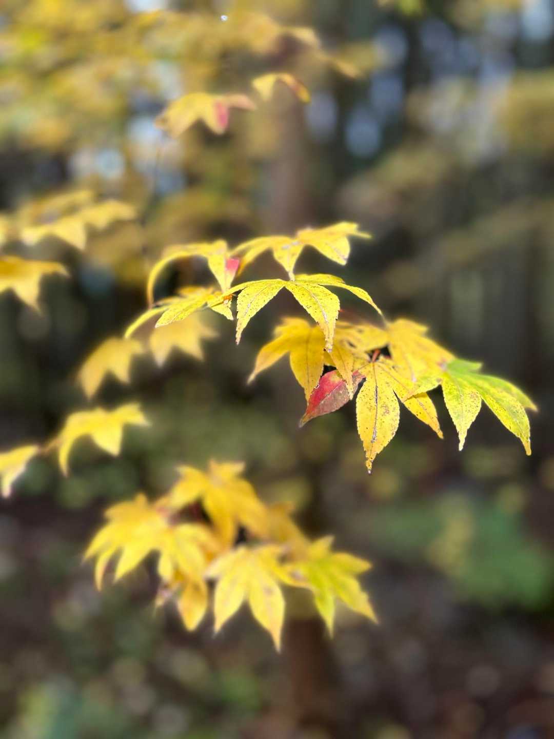 下呂御前山登山口-下呂御前山 往復コースの写真