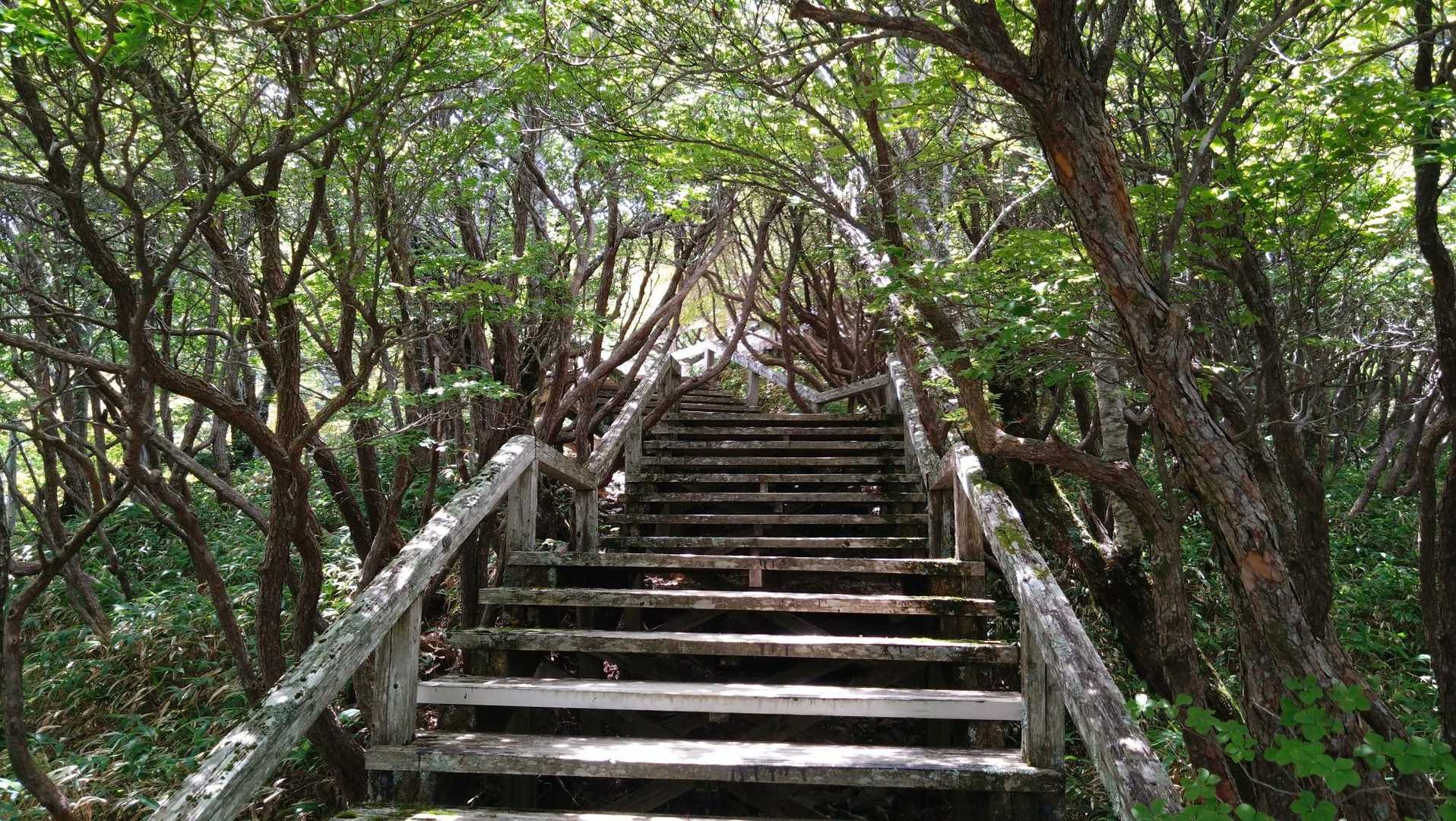 大台ヶ原バス停-大台ヶ原山-尾鷲辻 周回コースの写真