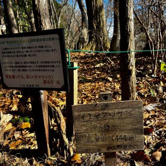 イチヤクソウ　群生地らしい🌼