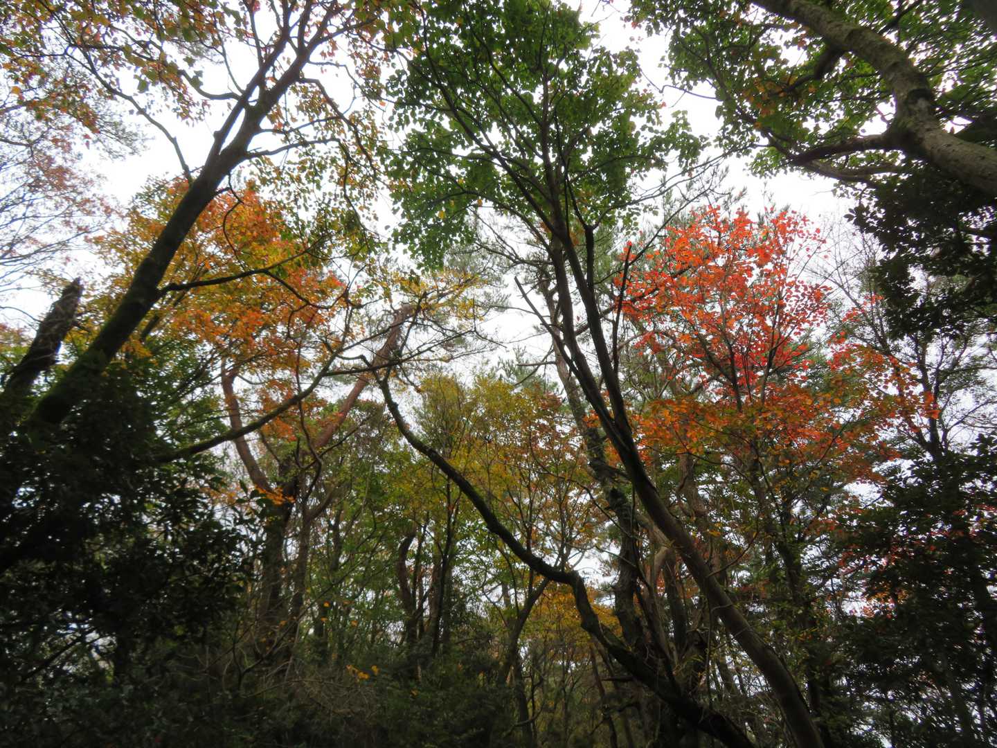 こううん駅登山口-星ヶ城山登り口-阿豆枳島神社-三笠山-阿 縦走コースの写真