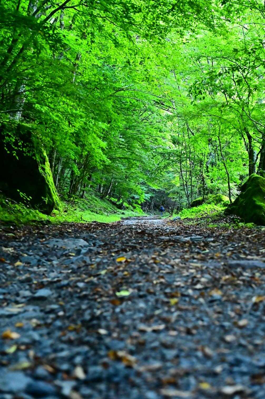 駐車場から易老渡まで
約1時間の林道歩き🚶‍♂️ﾀﾞﾙｲ

お金に糸目をつけないのなら
道の駅遠山郷からタクシーで易老渡まで行けます🚖ﾀｶｲｹﾄﾞ💸
