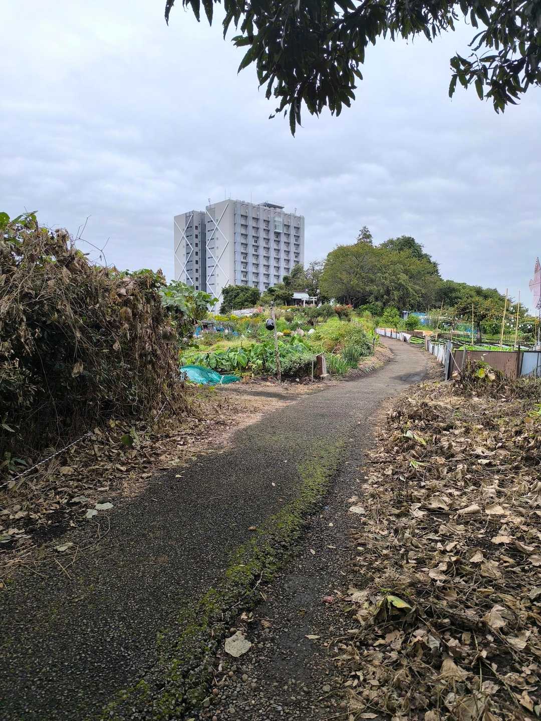 東急田園都市線　すずかけ台駅-高尾山入口-高尾山 往復コースの写真