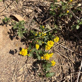 シマカンギクが道端を照らす
まるで秋のタンポポ