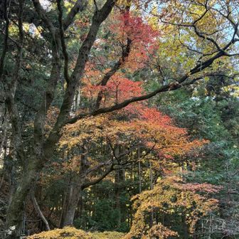 紅葉がいいね🍁