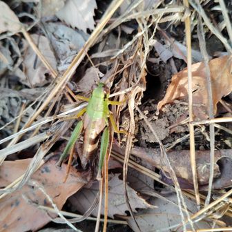山頂に今頃珍しい。
バッタかなぁ❓。