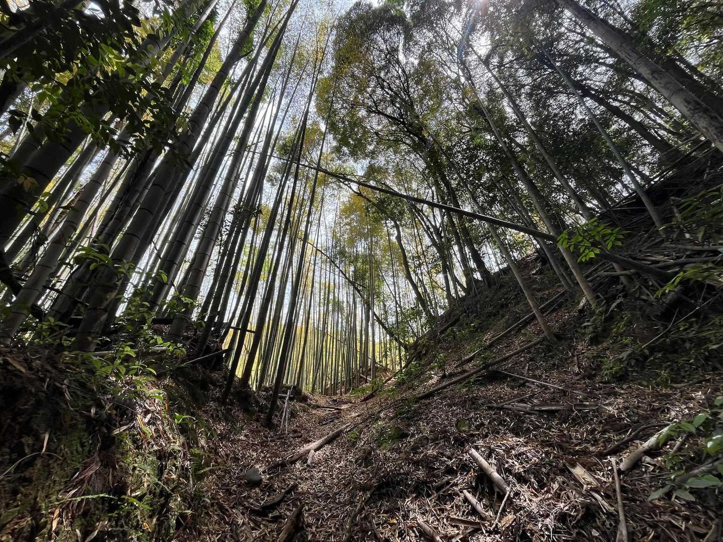 神明社鳥居-天面山登山口-天面山 往復コースの写真