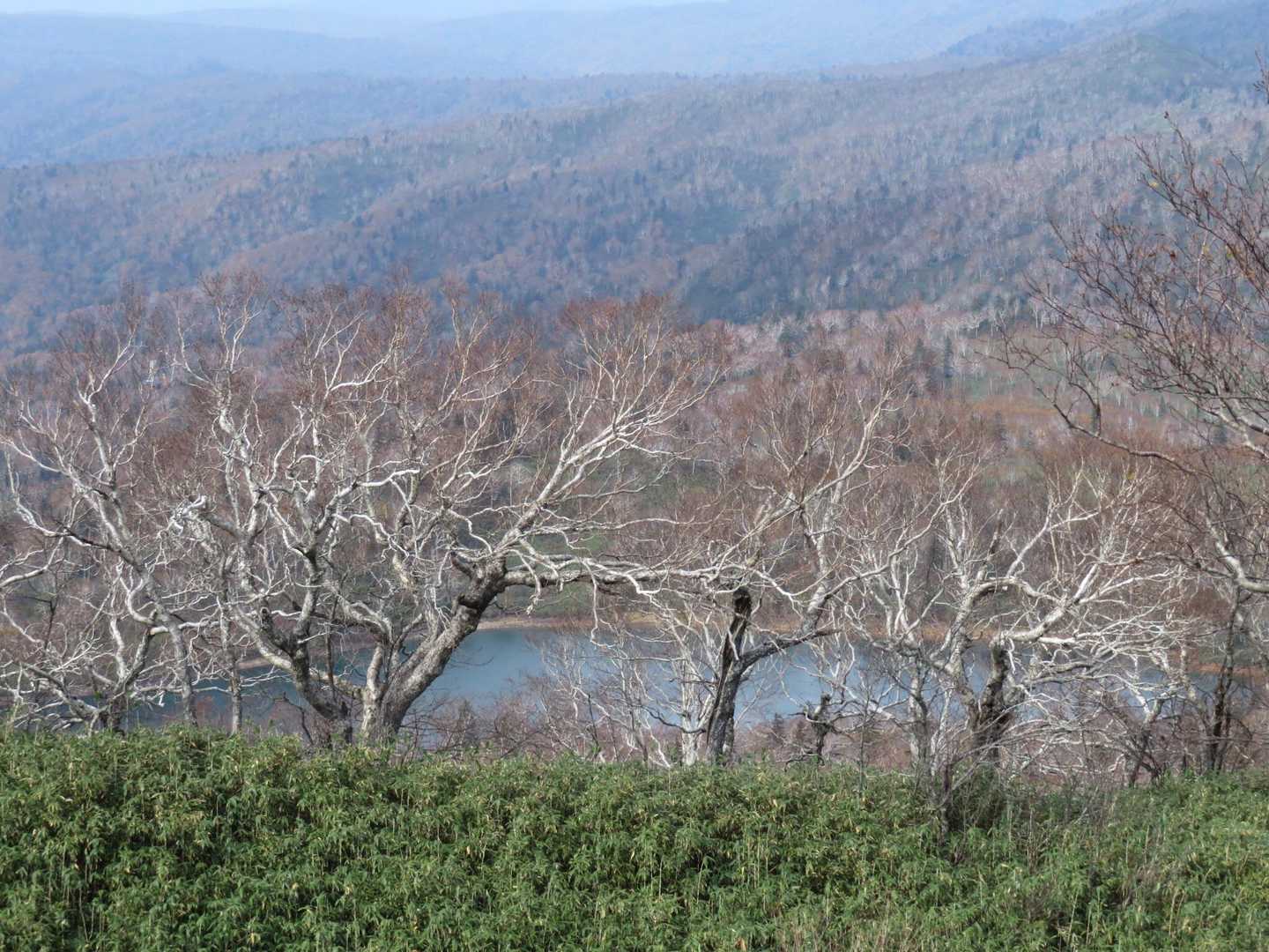 大沼見えた♡ダケカンバに囲まれてステキです。…コックリ湖もこんなだよ。
