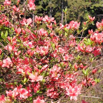ヤマツツジも開花
