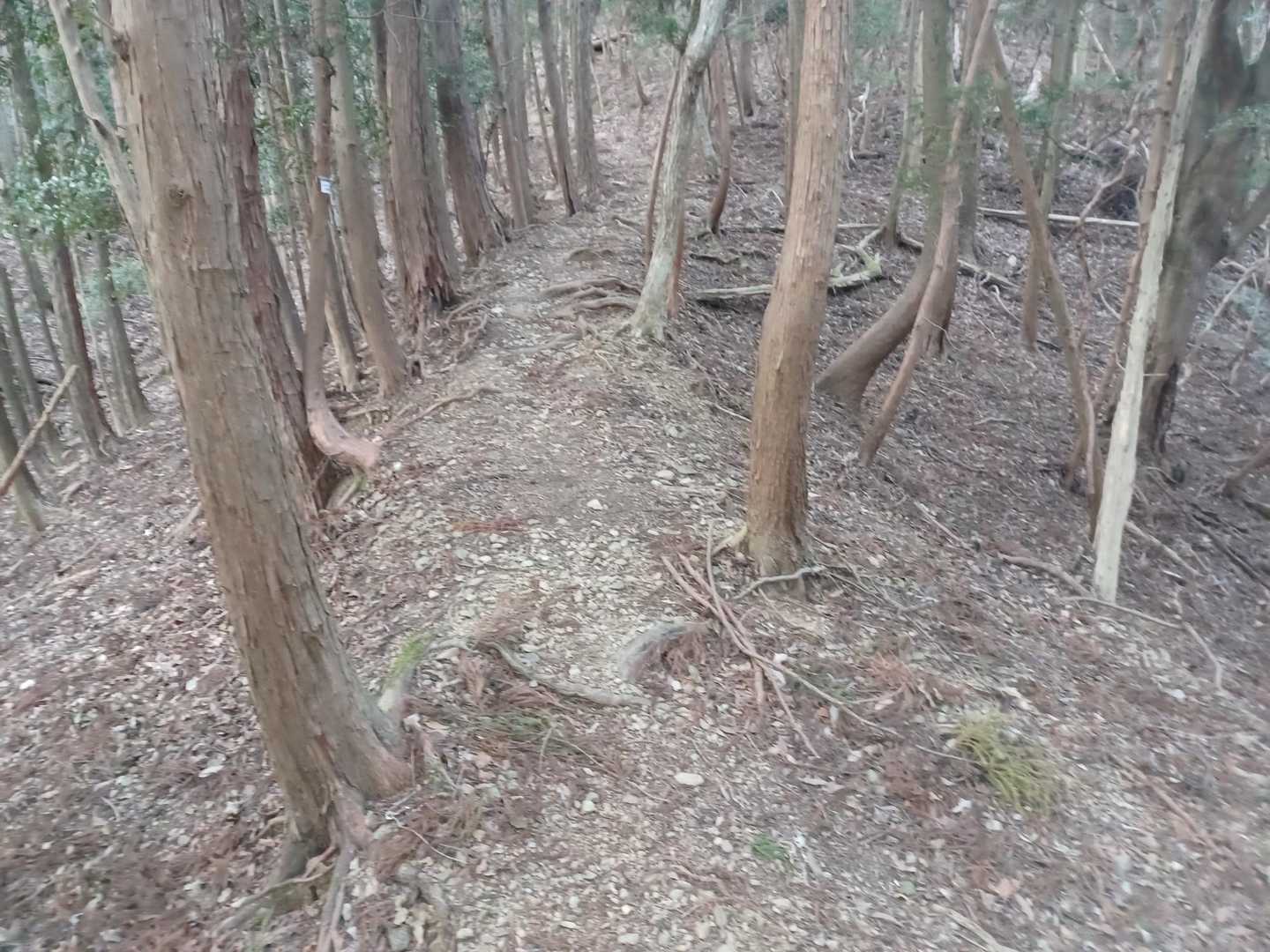 テープをたどって歩きます。
右から、巻き道が合流します。