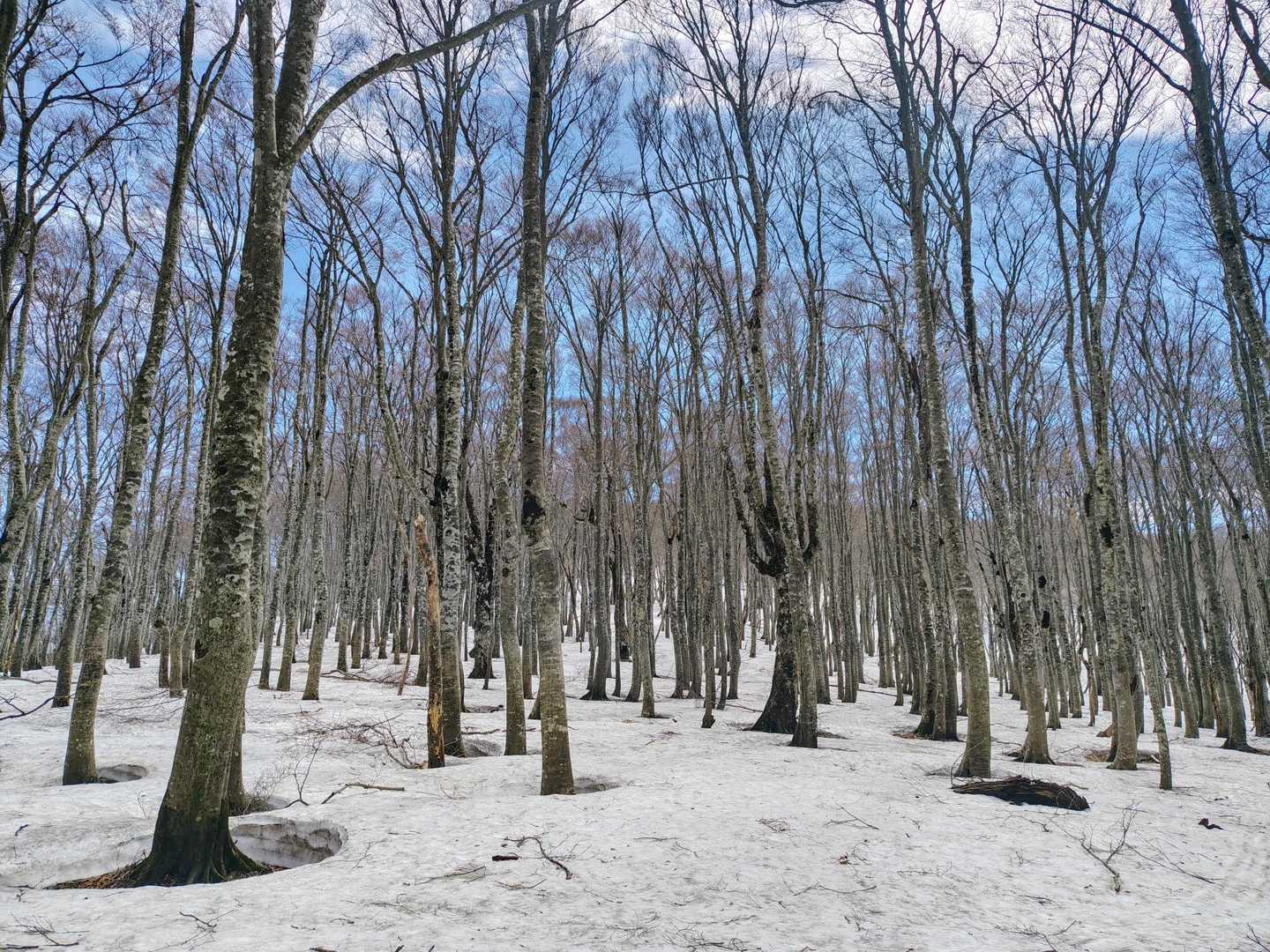整列したブナ林が綺麗🌲✨️

どっちの方向に進むか 足跡とYAMAP地図を確認しながら進みました↗️
目印は少なかったです