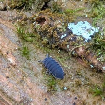 ムラサキトビムシの仲間