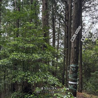 木々の向こうにこんもりとした山影が見えます。比良山系の南端の山々