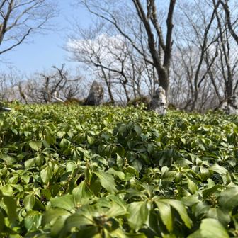 この野草は何だろ〜🌱ﾌｯｷｿｳ