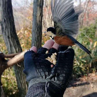 いつもの無塩ﾋﾟｰﾅﾂﾂを沢山持って来てたのでﾔﾏｶﾞﾗ🐦はめっちゃ喜んでくれました〜😆
