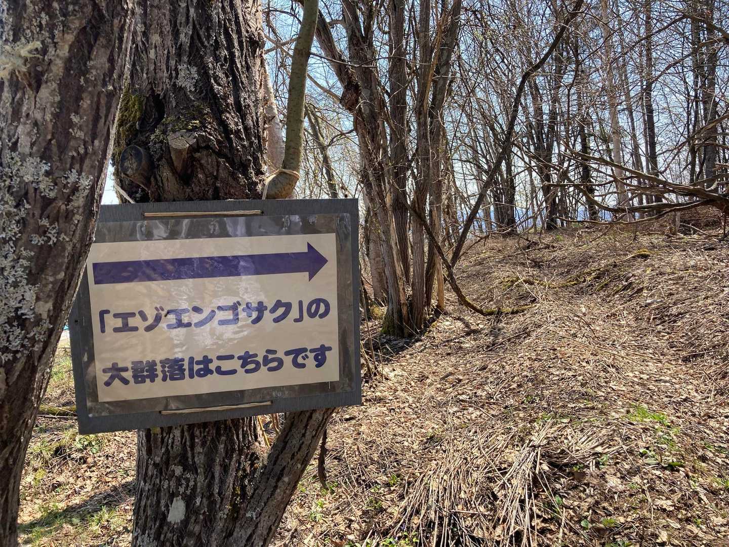 エソエンゴサクも群生✨👍