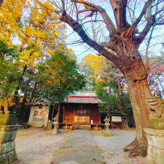 塙田八幡宮にもイチョウの大木あったなぁと寄ってみた。
キレイに落葉して掃除してあった。