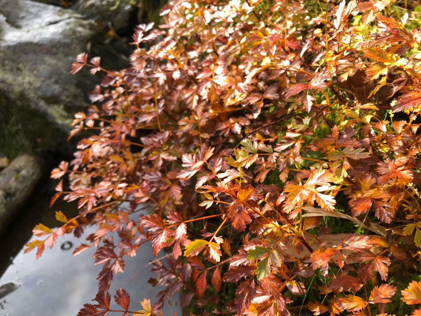 紅葉したチングルマ