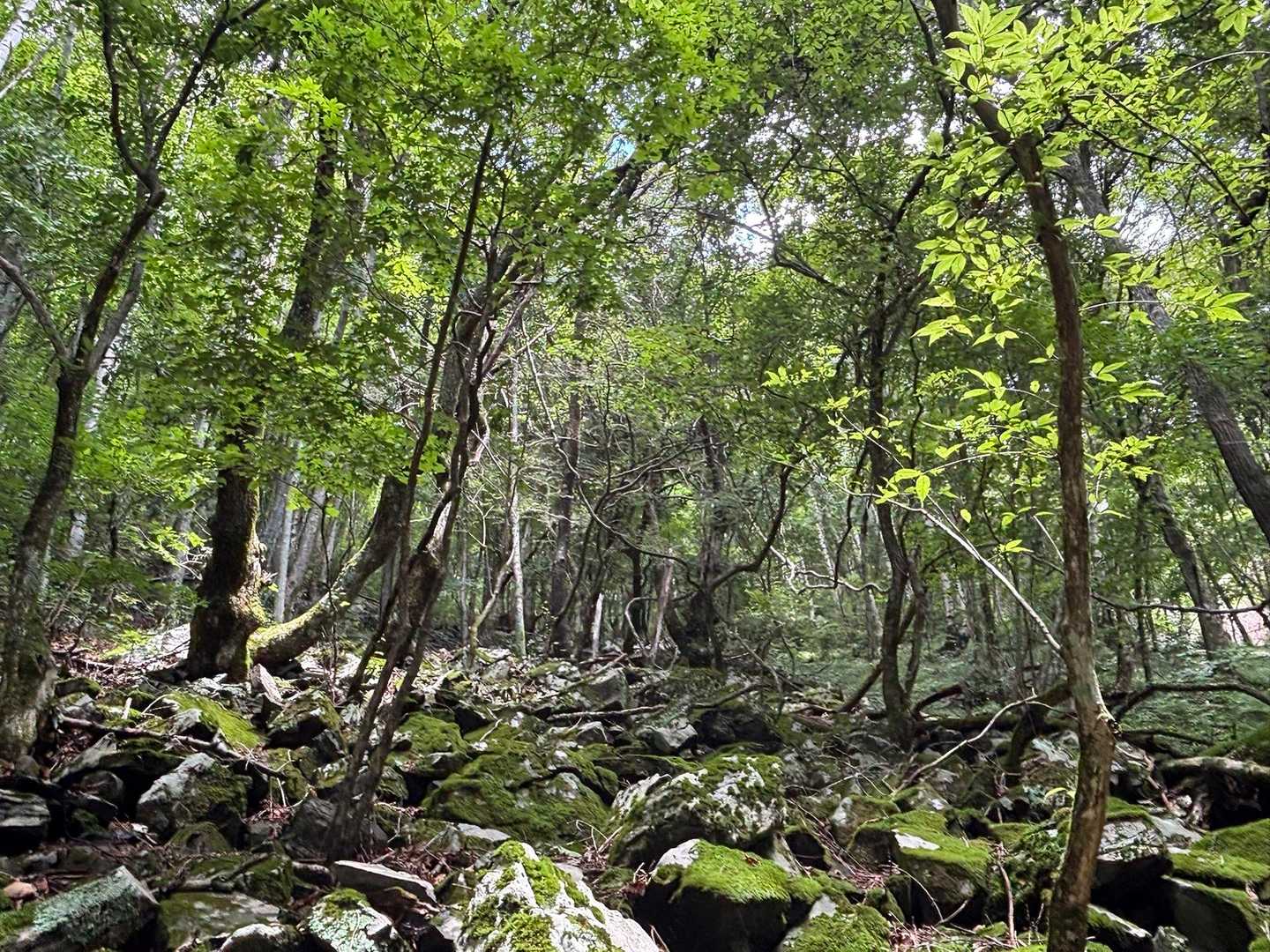 苔むした森もあったり