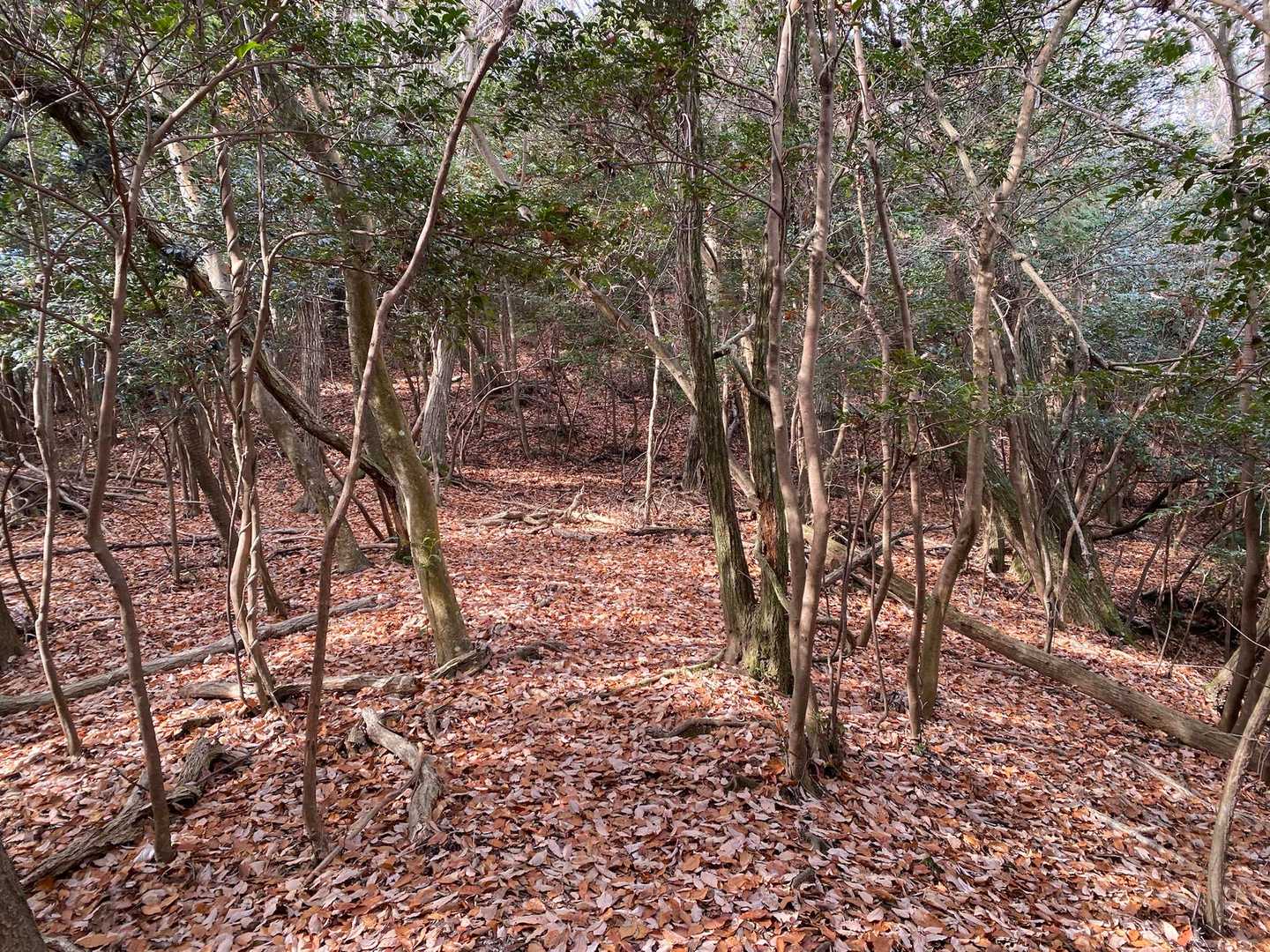 落ち葉がふかふか🍂