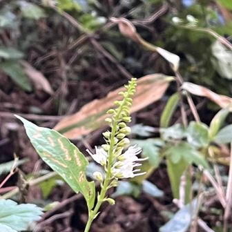 シモバシラ　咲くのは早い？