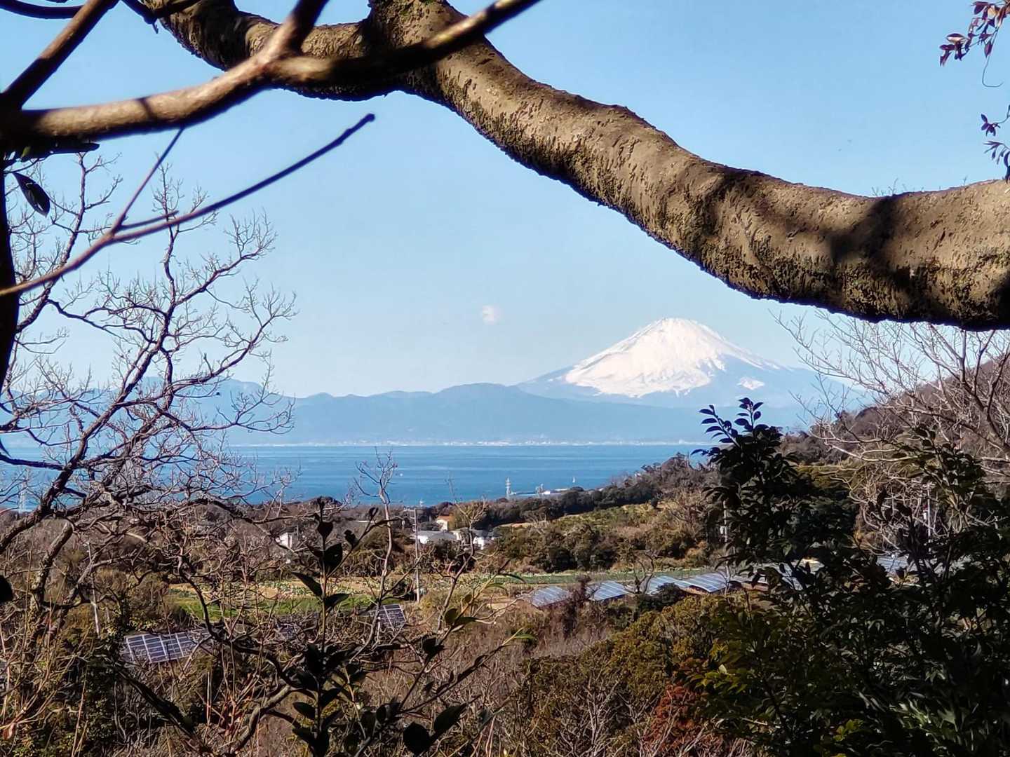 木々の合間からちょっと富士見えた🗻