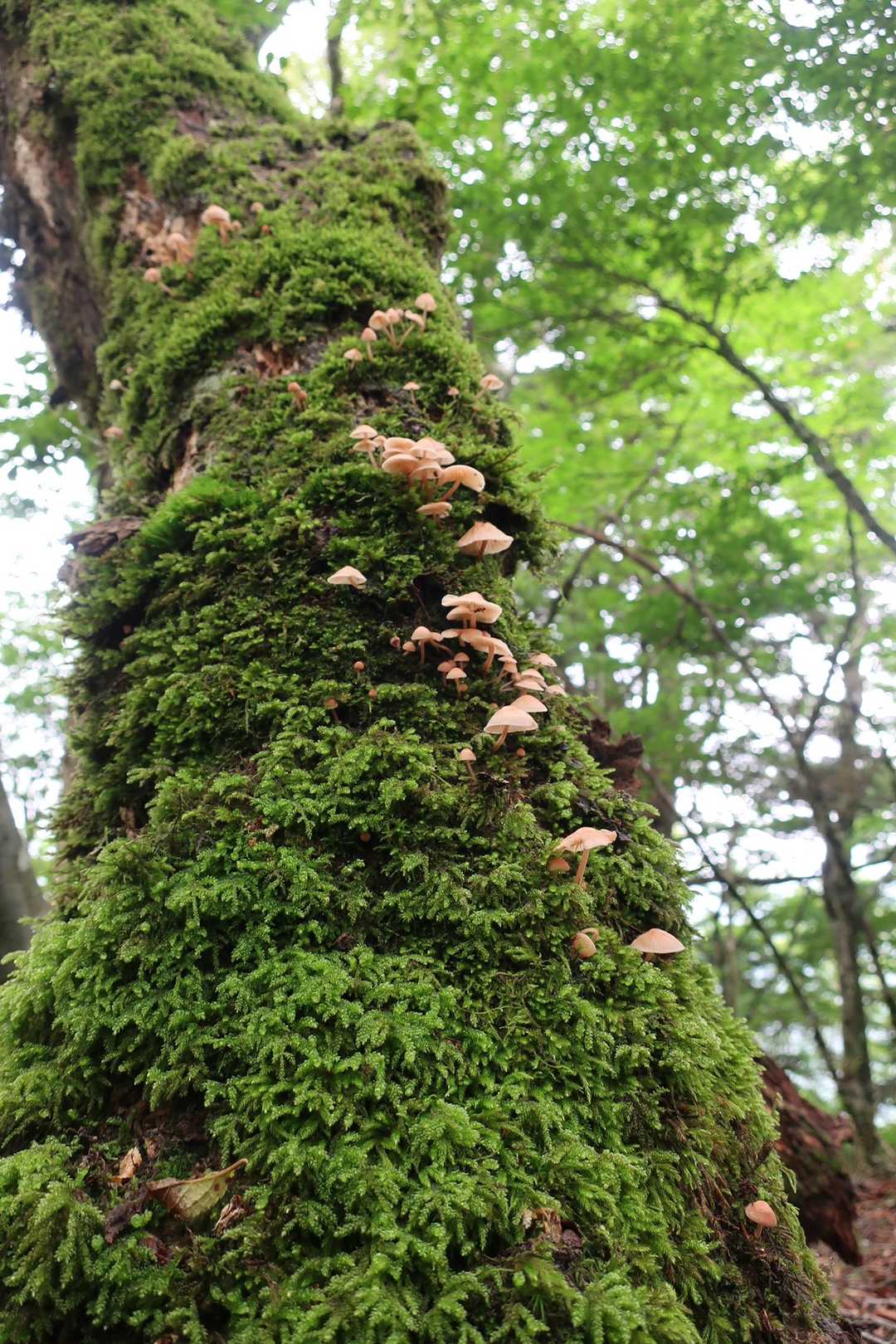 記録📷🍄…これも光らんらしい