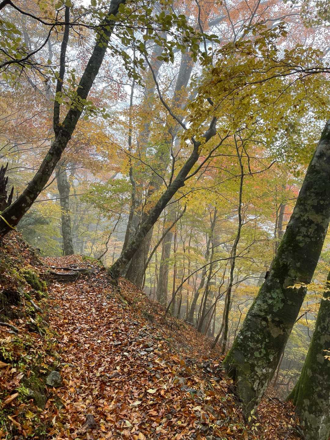 雨は相変わらず降っていて、霧もありますが、空気が澄んでいて、この紅葉🍁と絨毯！
すごく綺麗😍です。