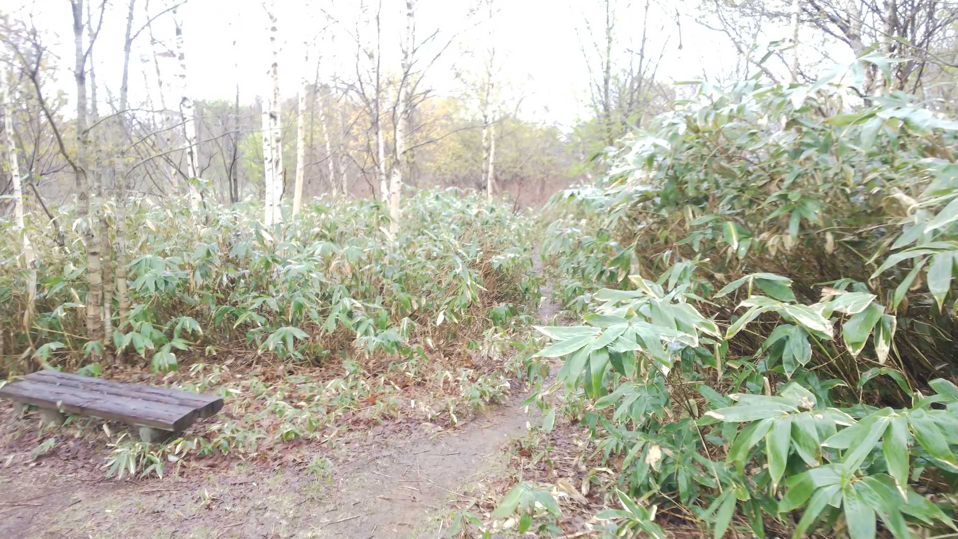 更にモジャモジャの中に行きます‼️