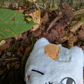 キンカメさんが地面に