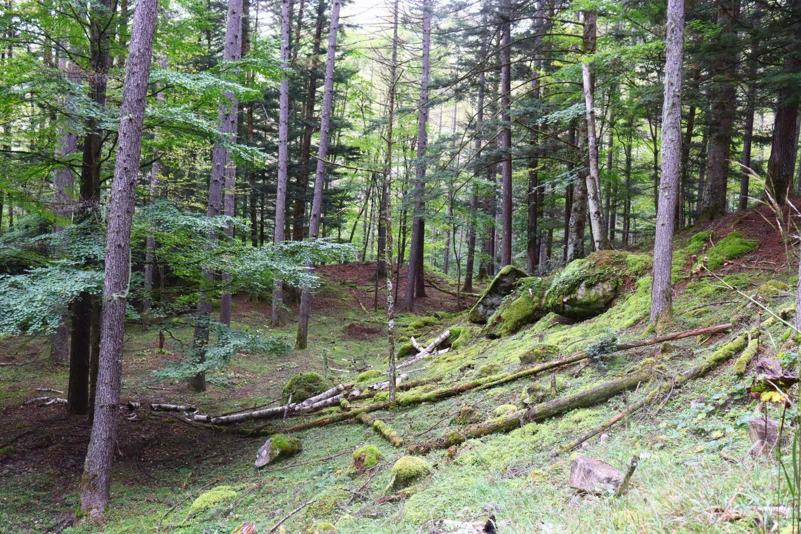 苔むしてきました。先日の茅ヶ岳を思い出します。
