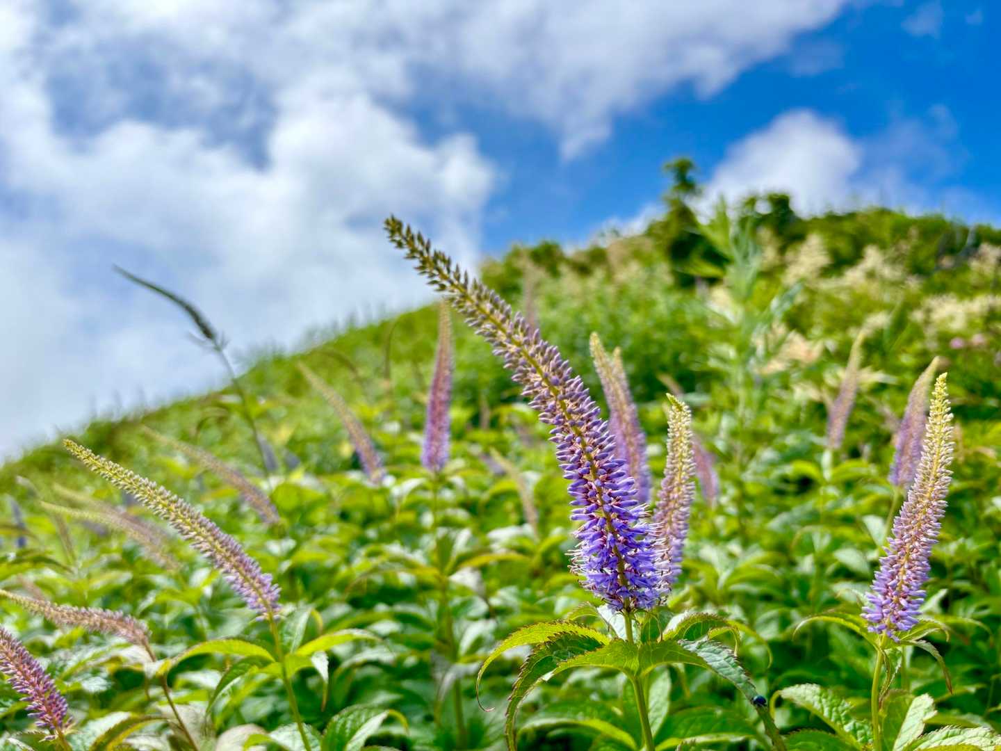 三鈷峰・象ヶ鼻往復 | 大山北壁を間近に望む、静かなユートピアの道の写真